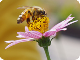 苹果短信轰炸机